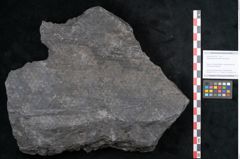 Foto (Objekt + Etikett) von Sigillaria lepidodendrifolia Brongniart (NHMW-GEO-2024-0188-11087)
